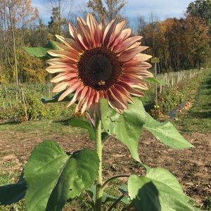 Meet your Posher, Shealyn